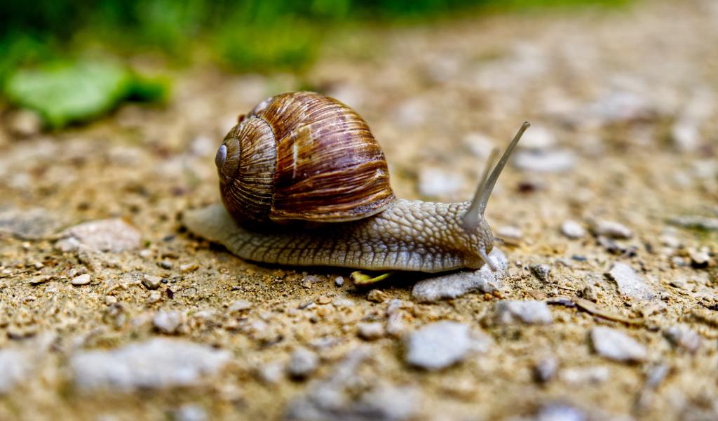 A snail with a brown shell on a sandy path, with grass blurred out in the background.
